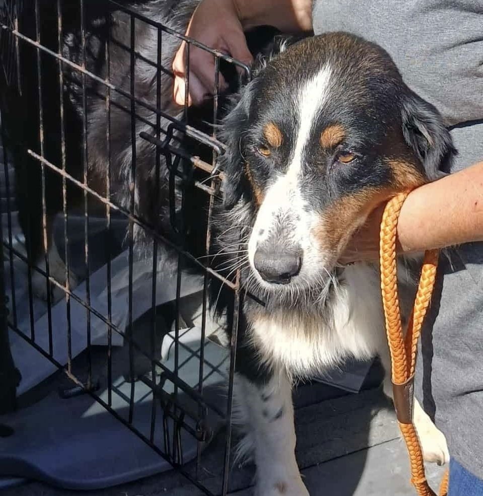 MAMA MAGGIE - Australian Shepherd available for adoption