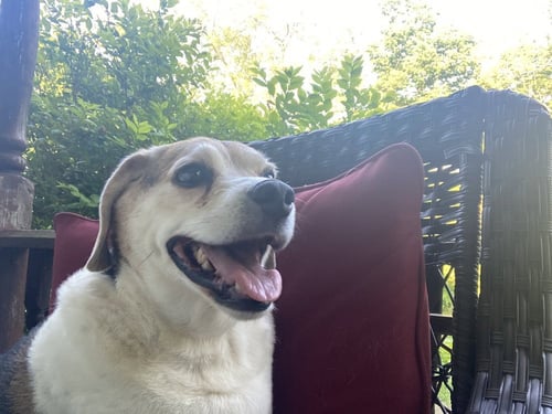 BIG ED - Beagle available for adoption