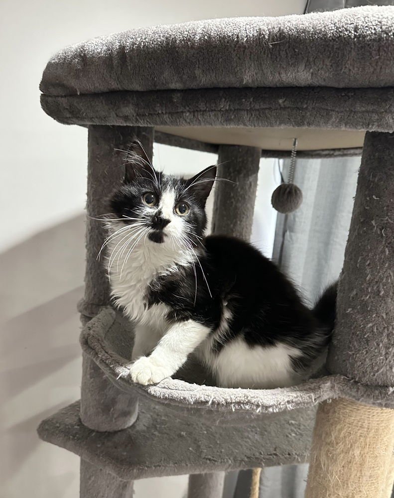 IRISH KITTY : PATRICK - Domestic Long Hair available for adoption