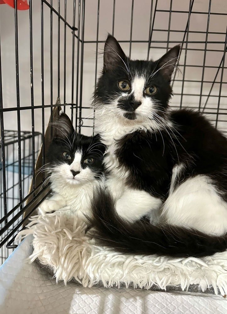 IRISH KITTY : PATRICK - Domestic Long Hair available for adoption