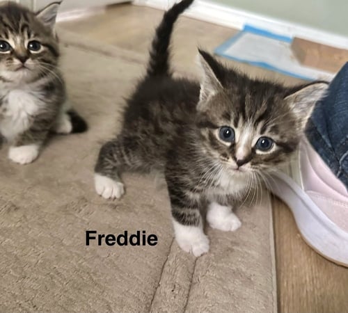 FERNS FELINES : FREDDY - Domestic Short Hair available for adoption