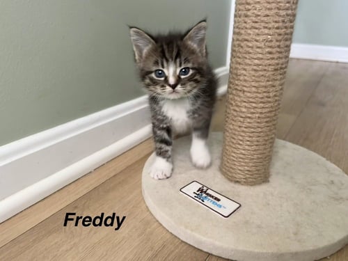 FERNS FELINES : FREDDY - Domestic Short Hair available for adoption