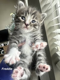 Ferns Felines : Freddy - Photo 3