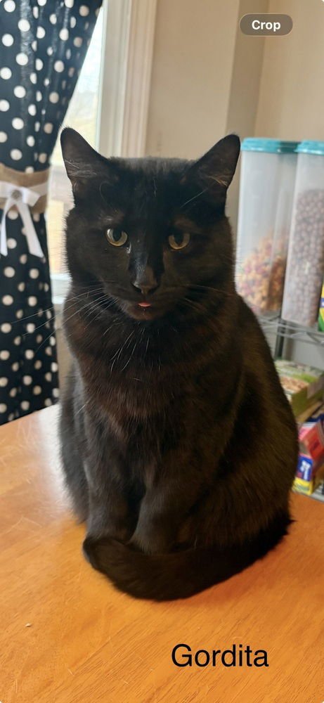 AP : GORDITA - Domestic Short Hair available for adoption