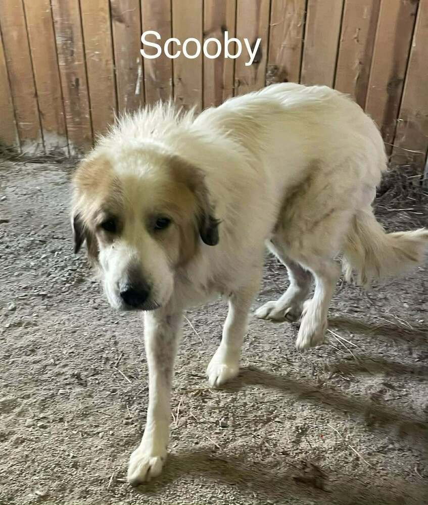 SIR SCOOBY - Great Pyrenees available for adoption