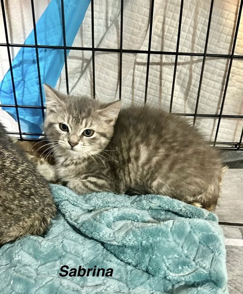 SINGER KITTIES : SABRINA - Domestic Short Hair available for adoption
