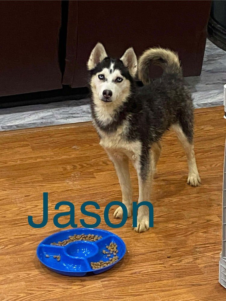 SEVEN KINGDOMS : BAELOR (JASON) - Husky / German Shepherd Dog available for adoption