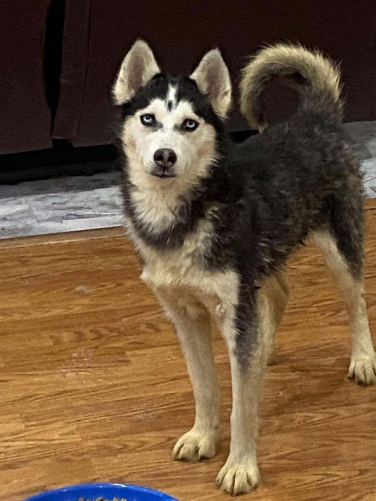 SEVEN KINGDOMS : BAELOR (JASON) - Husky / German Shepherd Dog available for adoption