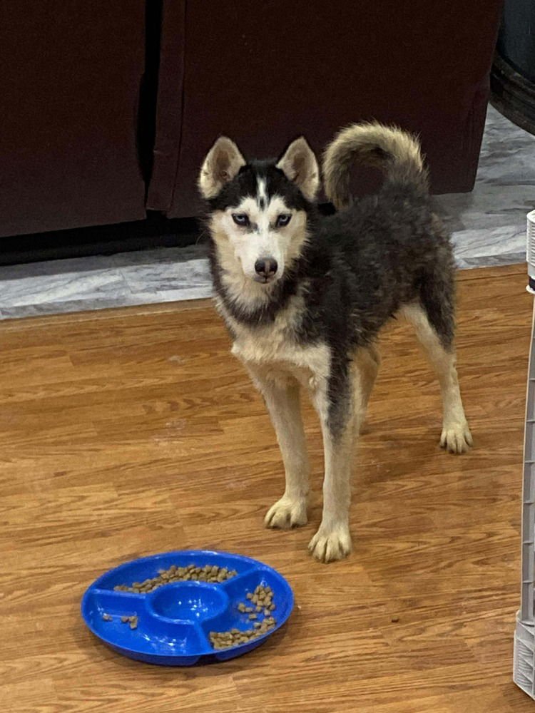 Seven Kingdoms : Baelor (Jason) - Photo 3