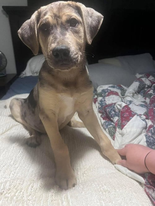 NELLY - Catahoula Leopard Dog available for adoption