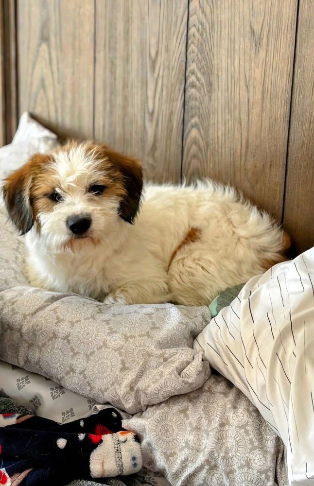 SISTERS : CADDIE - Terrier available for adoption