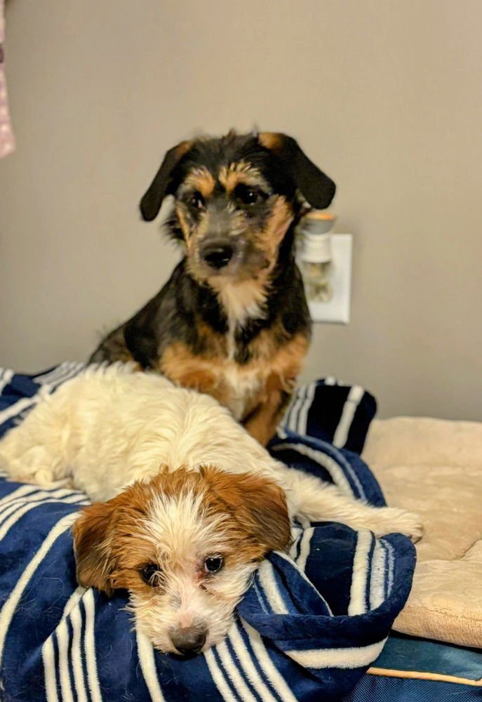 SISTERS : CADDIE - Terrier available for adoption