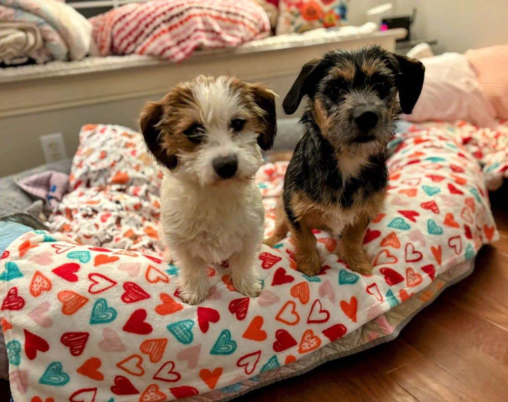 Sisters : Caddie - Photo 4