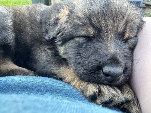 CRAYONS : GREEN - Spaniel available for adoption