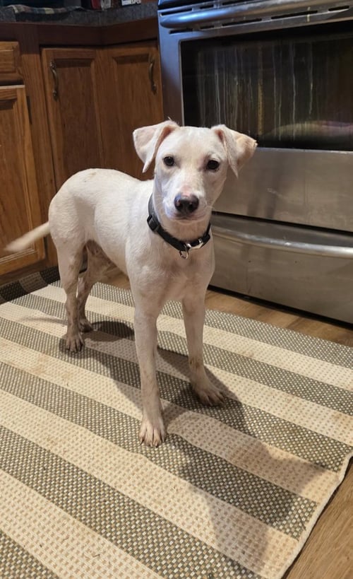 ANGEL GIRL - Labrador Retriever / Beagle available for adoption