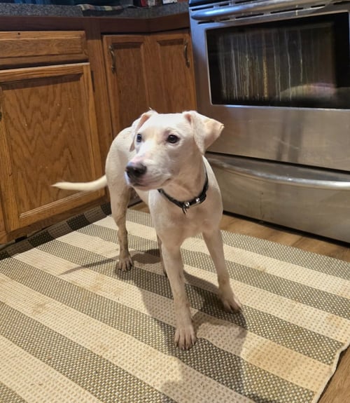 ANGEL GIRL - Labrador Retriever / Beagle available for adoption