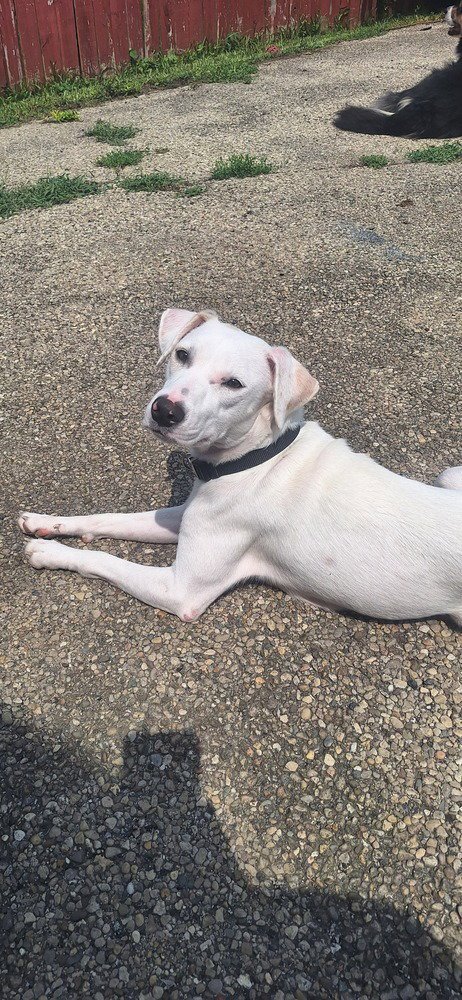 ANGEL GIRL - Labrador Retriever / Beagle available for adoption