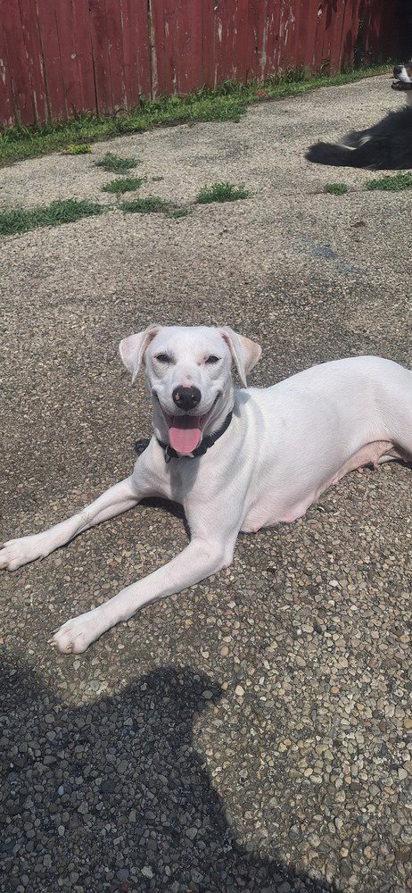 ANGEL GIRL - Labrador Retriever / Beagle available for adoption