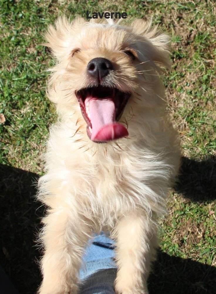 SCHLEMIEL : LAVERNE - Cairn Terrier / Poodle (Miniature) available for adoption