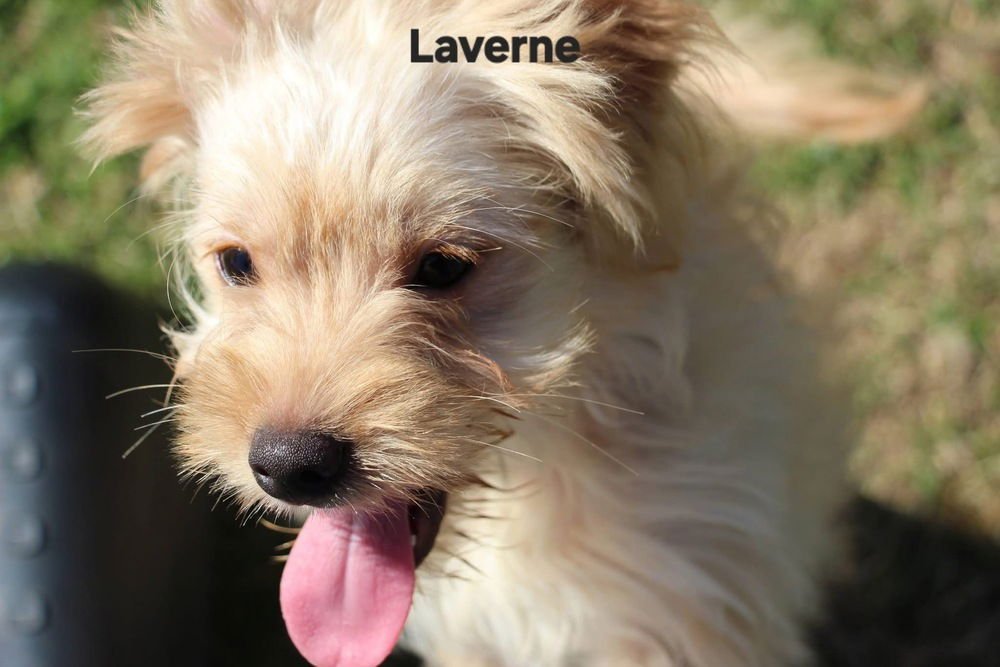 SCHLEMIEL : LAVERNE - Cairn Terrier / Poodle (Miniature) available for adoption