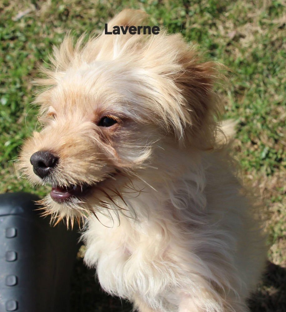 Schlemiel : Laverne - Photo 3