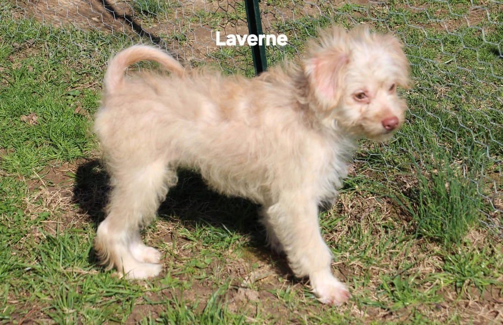 Schlemiel : Laverne - Photo 4