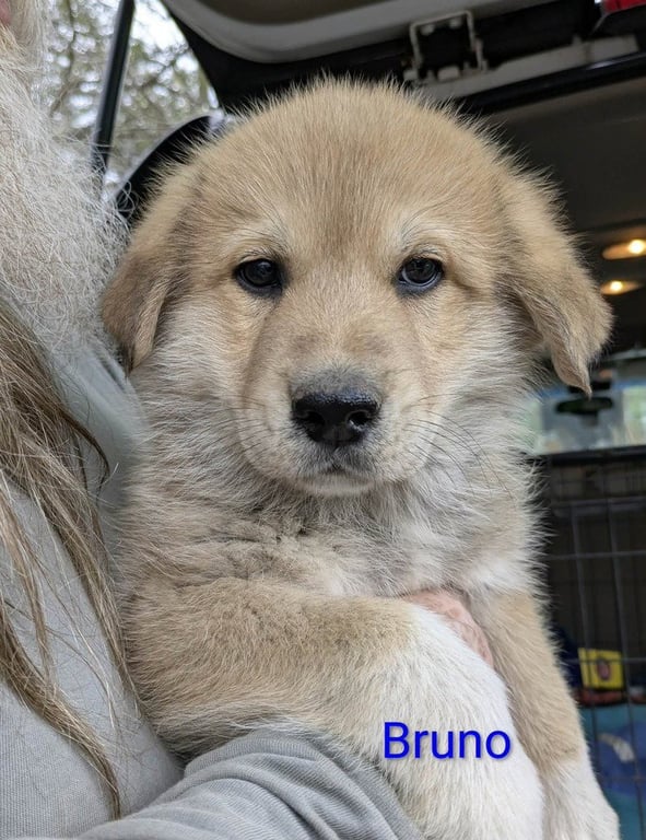 Ruby's Rowdies : Bruno Image