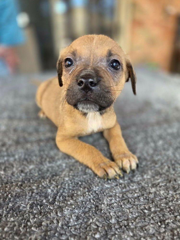 MUSTARDS :  DÃ¼SSELDORF - Boxer / Pug available for adoption