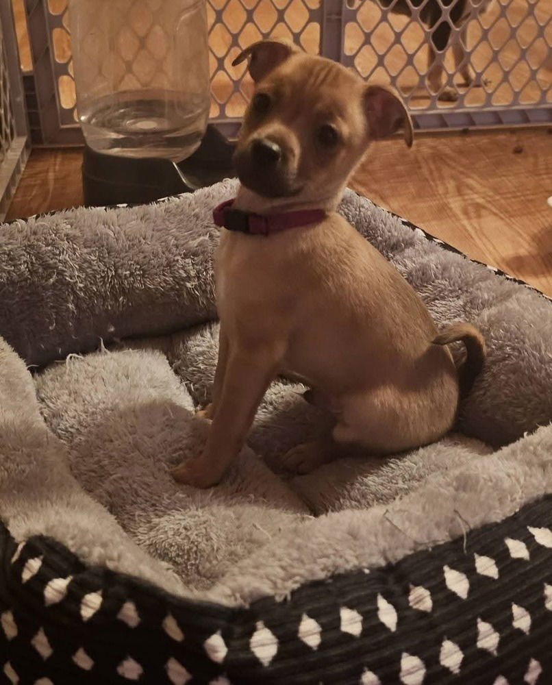 ROOMIES : BERT - Chihuahua / Dachshund available for adoption