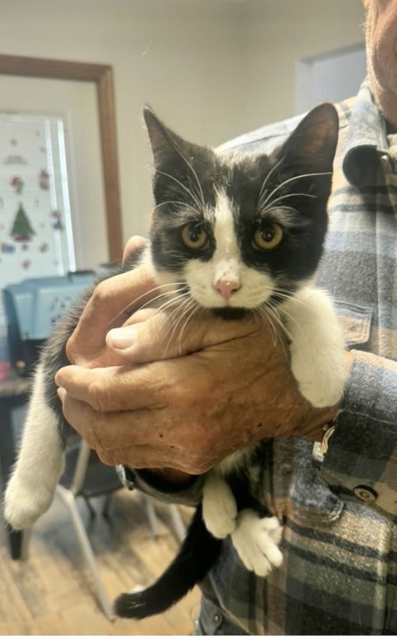 SOCKS KITTY - Domestic Short Hair available for adoption