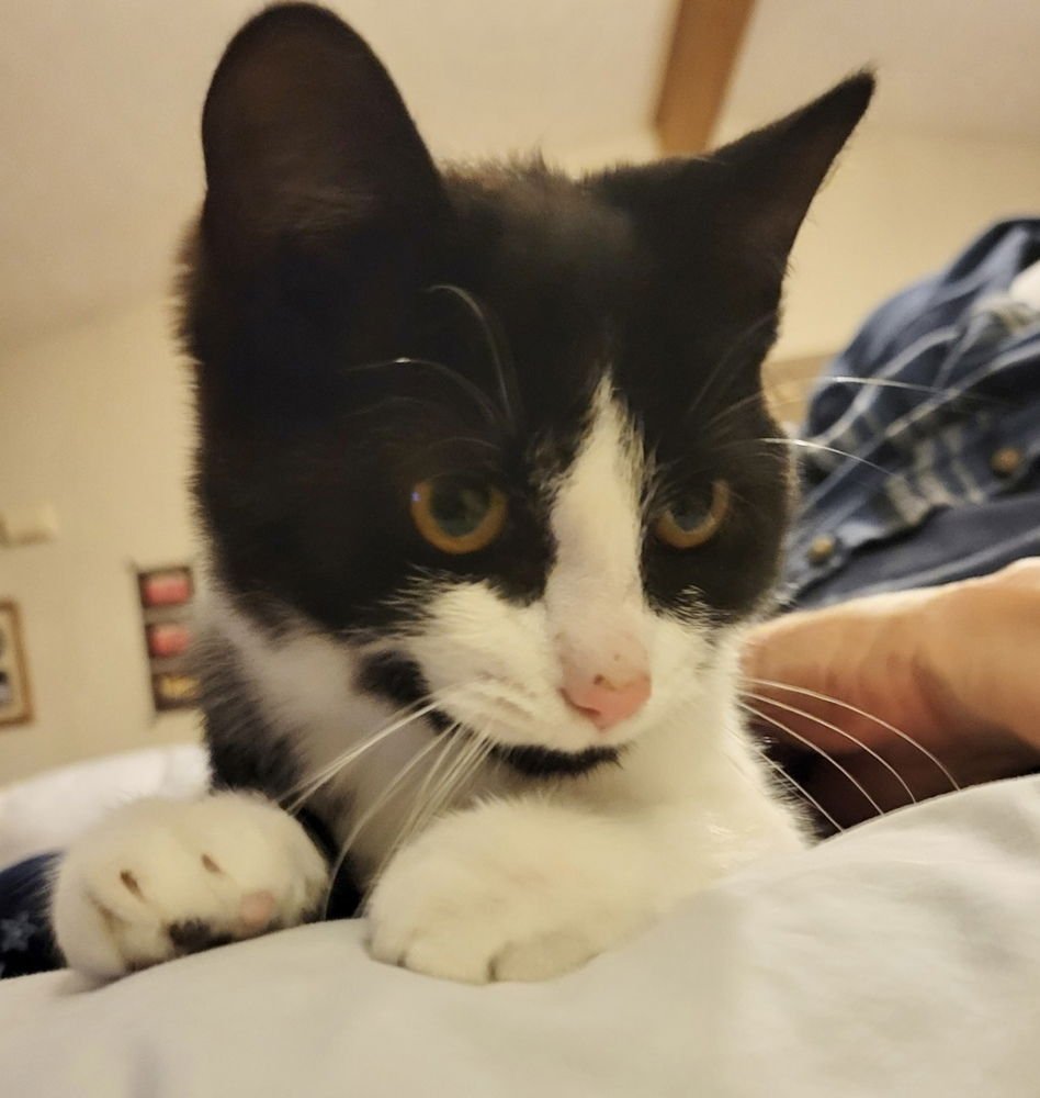 SOCKS KITTY - Domestic Short Hair available for adoption