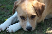 Trixie Dixie - Photo 1
