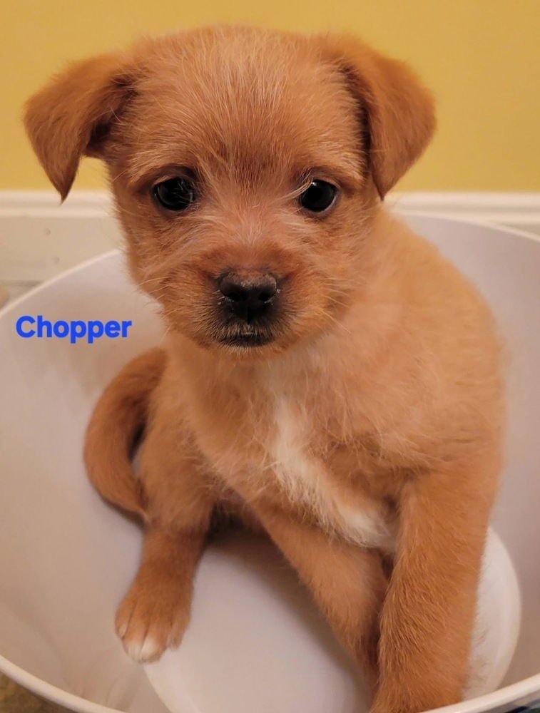 HANNA BARBERA GANG :  CHOPPER - Feist / Cairn Terrier available for adoption