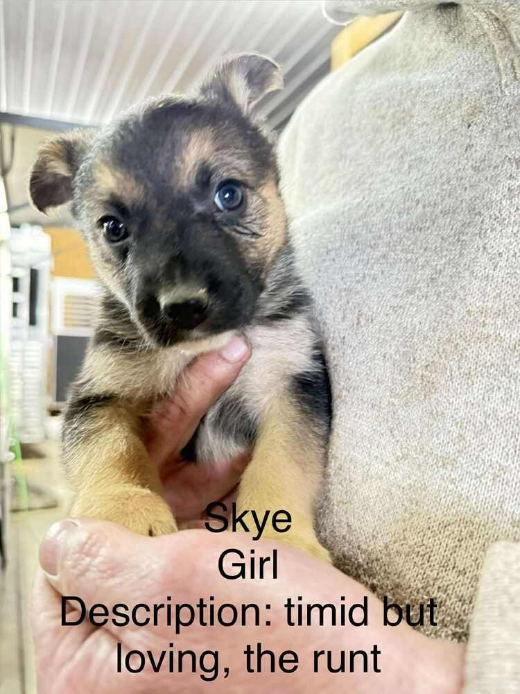 ARTIC PAWS : SKYE - German Shepherd Dog / Husky available for adoption