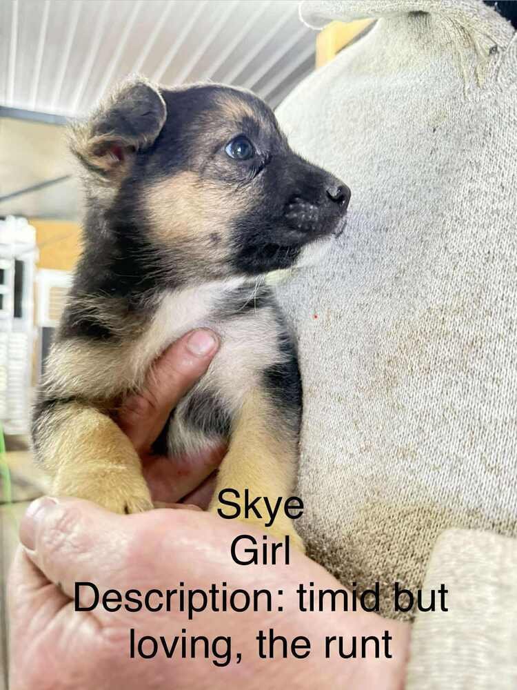 ARTIC PAWS : SKYE - German Shepherd Dog / Husky available for adoption