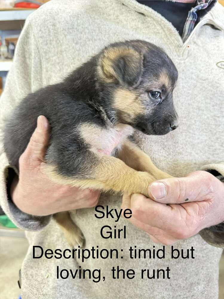 Artic Paws : Skye - Photo 3