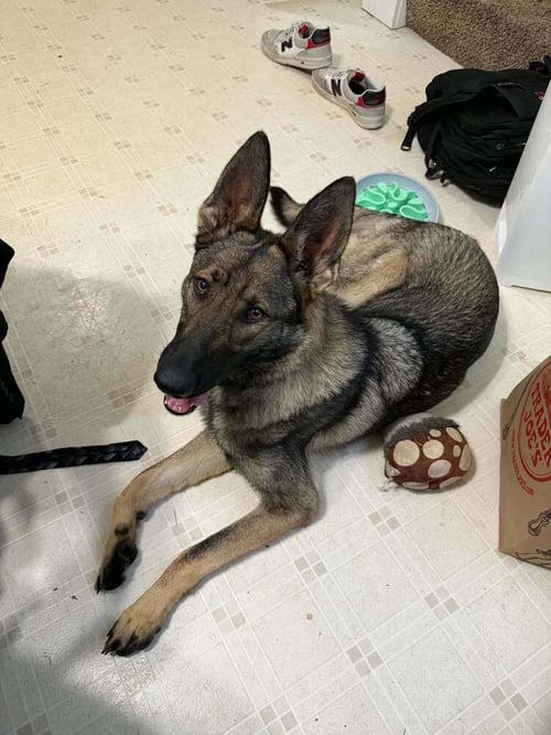 BOURBON - German Shepherd Dog available for adoption