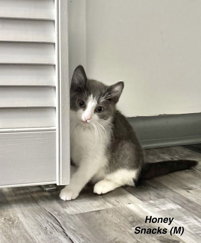 CEREAL KITTY : HONEY SMACKS - Domestic Short Hair available for adoption