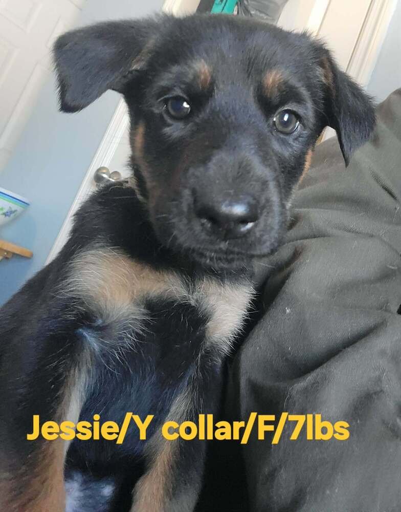 TOY STORY PAWS : JESSIE - German Shepherd Dog / Rhodesian Ridgeback available for adoption
