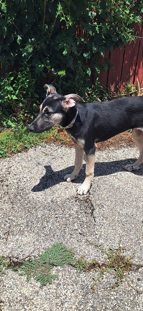 POOR BABIES : ATHENA - Anatolian Shepherd / Terrier available for adoption