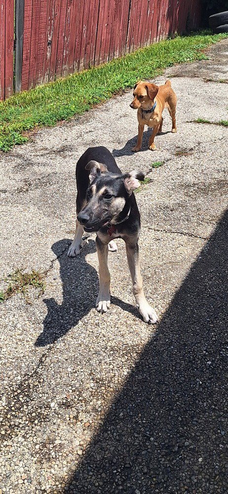 POOR BABIES : ATHENA - Anatolian Shepherd / Terrier available for adoption