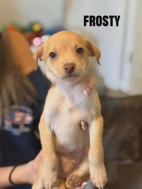 Forecast for Cute : Frosty Image