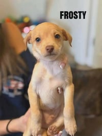 Forecast for Cute : Frosty - Photo 1