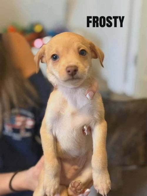 FORECAST FOR CUTE : FROSTY - Chihuahua / Terrier for adoption in Cincinnati