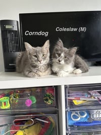 Picnic Cats : Coleslaw - Photo 2