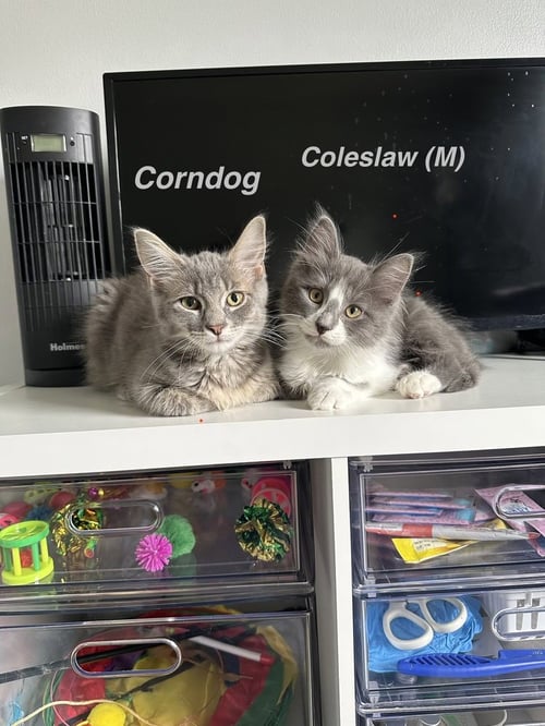 PICNIC CATS : COLESLAW - Domestic Medium Hair available for adoption