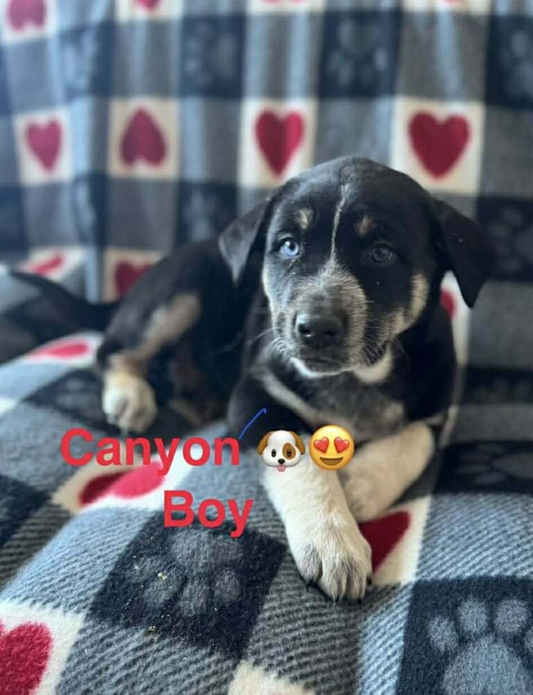 NATURE DAWGS : CANYON - Alaskan Malamute / Australian Cattle Dog/Blue Heeler available for adoption