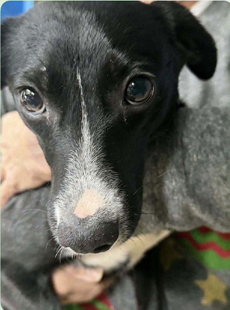 SEPHORA - Border Collie available for adoption