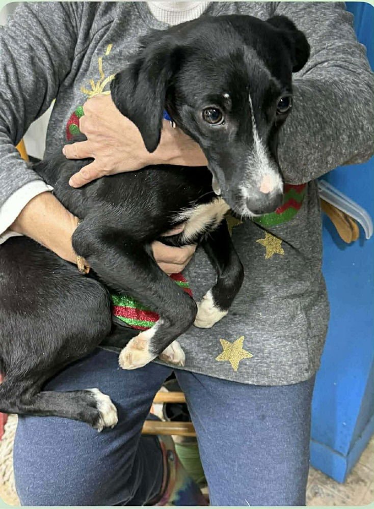 SEPHORA - Border Collie available for adoption