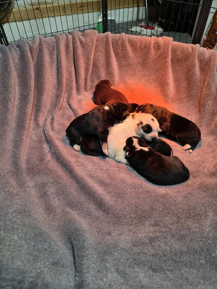 Nature Dawgs : Bear - Photo 4